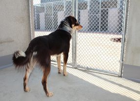 Debunking 3 Animal Quarantine Myths