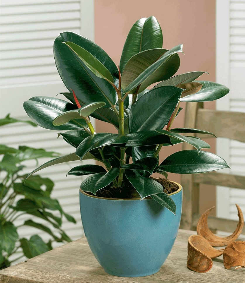 Ficus_elastica_3