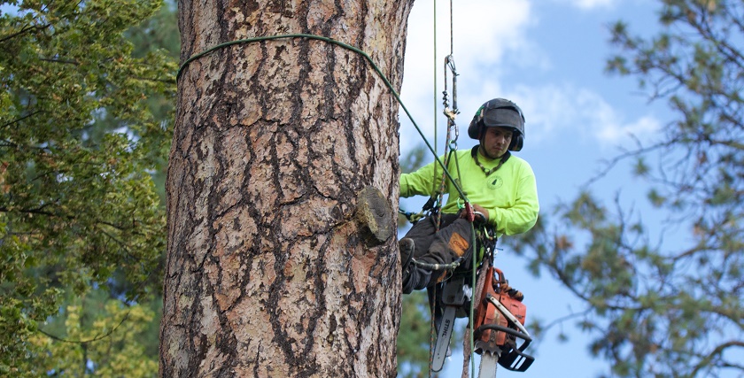 arborists