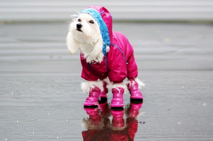 cute dog clothes