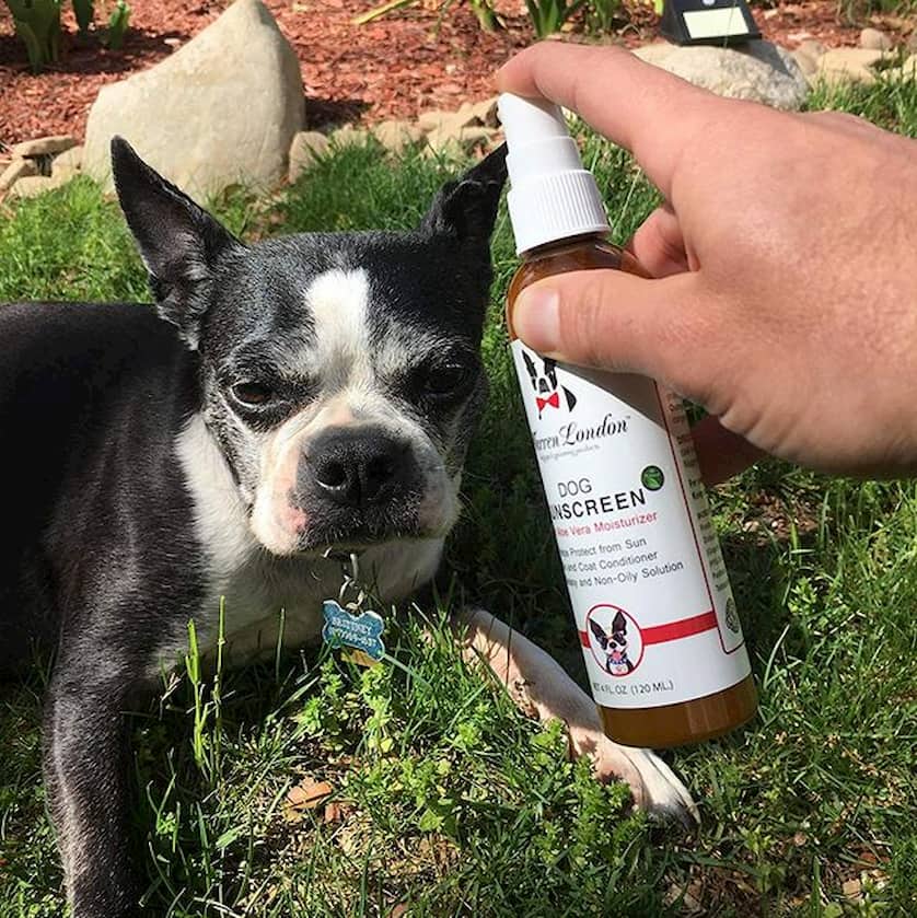 sunscreen for dogs