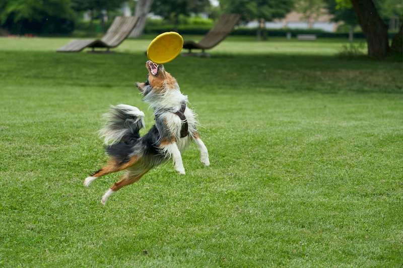 dog playing with a throwing wheel