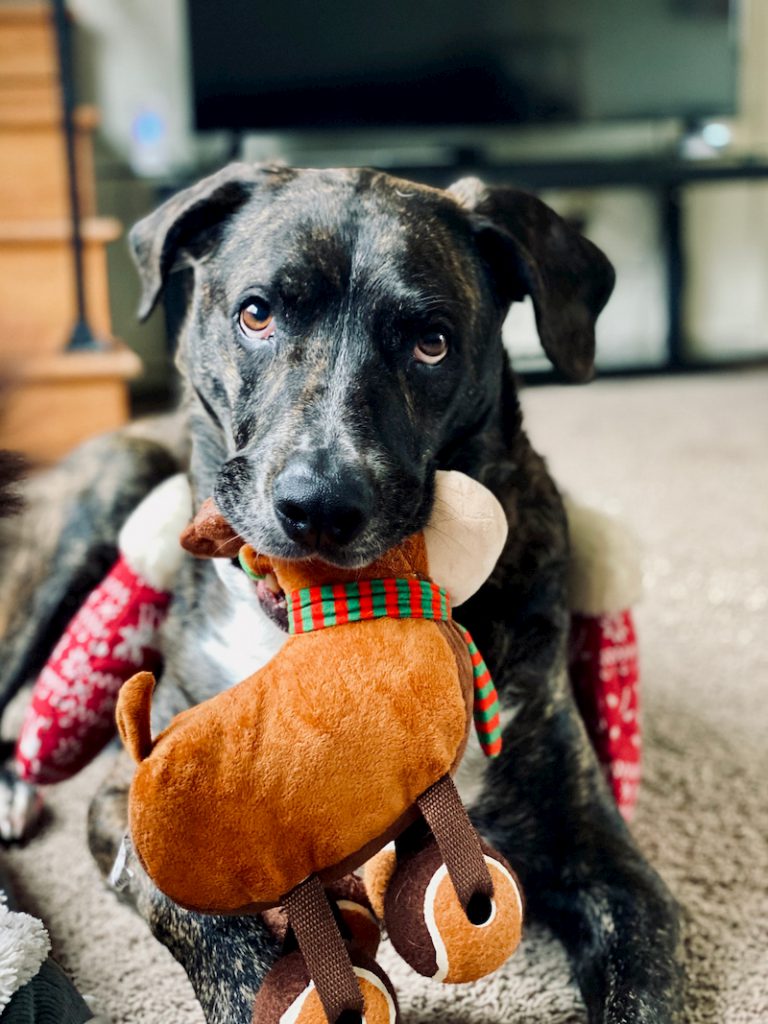 dog chewing his toys