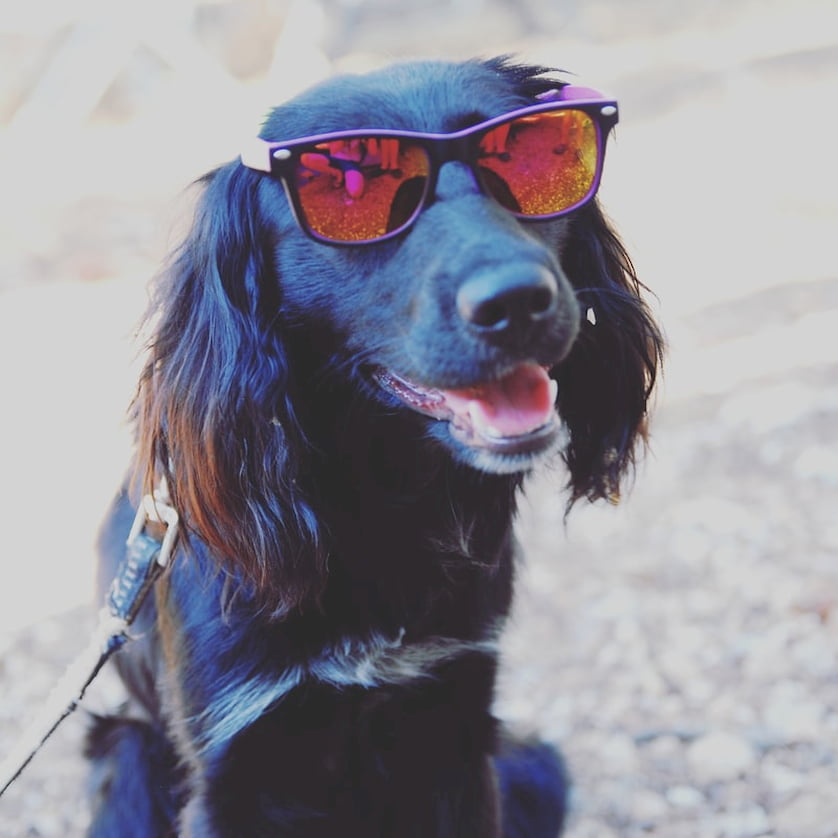 happy puppy with glasses on