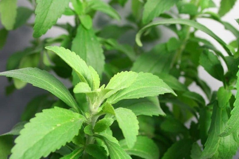 Stevia-Plant