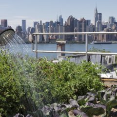Urban Gardening: It Don’t Mean a Thing If It Ain’t Organic