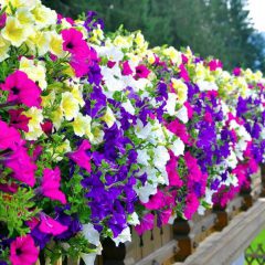 Self-Watering Planters: Enrich Your Lifestyle with Plants and Say Goodbye to Watering Chores