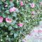 Flower Power in Winter: Learn How to Grow Camellias