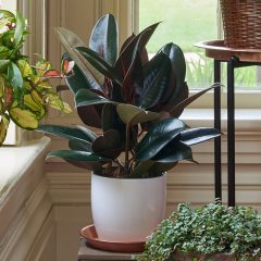 Ficus Elastica Plant – All the Ways This Amazing Plant Can Improve Your Health