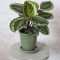 How to Successfully Grow the Vibrant Calathea Flower Indoors