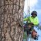 Signs a Tree May Be Structurally Unsound and You Need to Call an Arborist