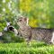 Responsible Cat Owners: Preventing Cat Nuisance