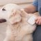 Which Dog Brushes Are Best for Grooming Your Furry Pal
