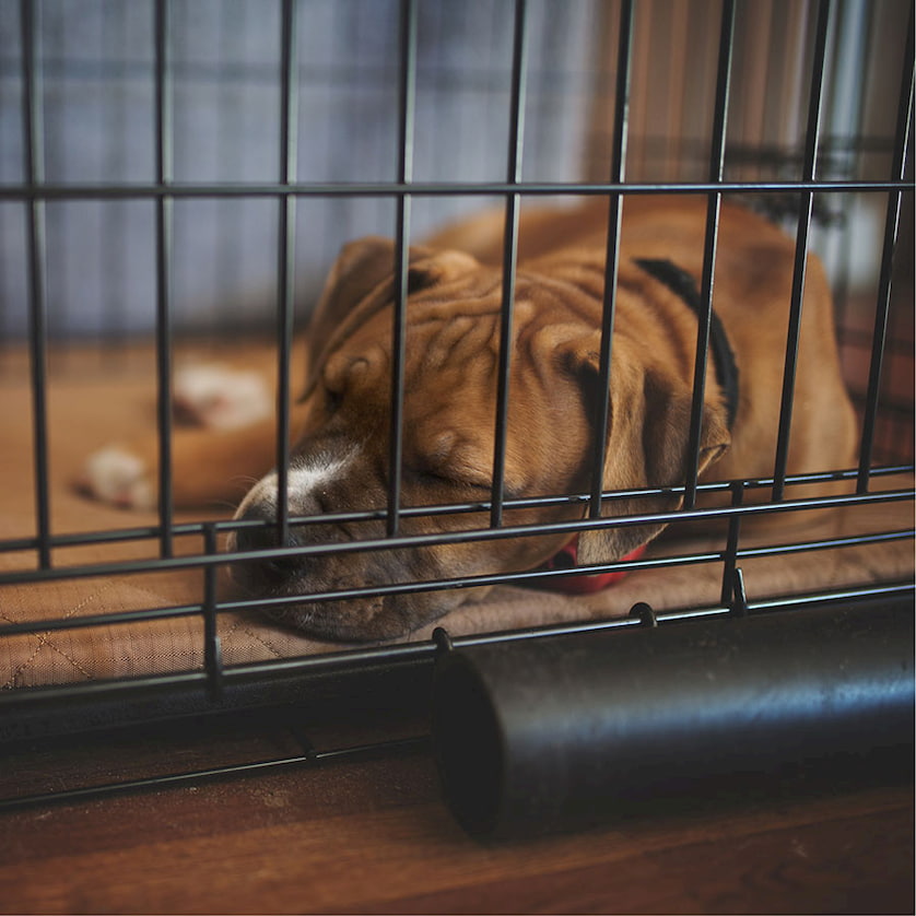 NonCollapsible Vs. Collapsible Dog Crates Their Benefits & Uses