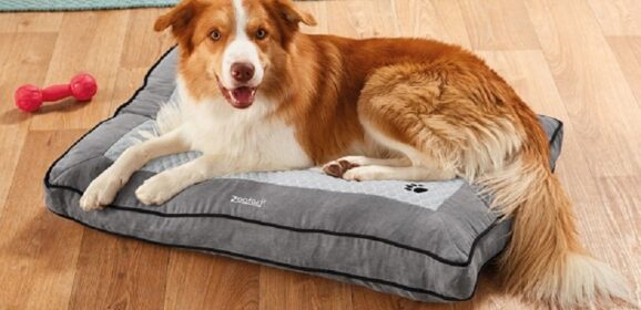 Pet Supplies: How to Choose the Right Bed for Your Dog