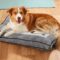 Pet Supplies: How to Choose the Right Bed for Your Dog