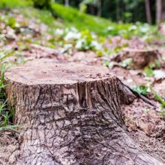 Tree Stump Removal: Don’t Sweat It, Hire Professionals