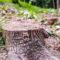 Tree Stump Removal: Don’t Sweat It, Hire Professionals