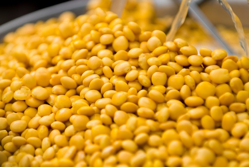 lupin beans being washed 