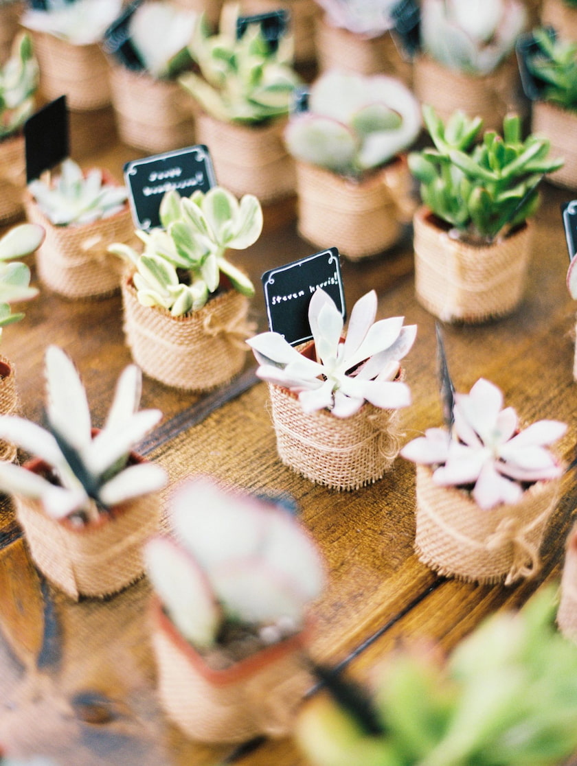plants as wedding favours