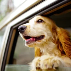 Dog Travel Accessories: Enjoy a Stress-Free and Fun Trip