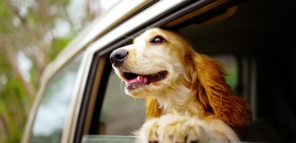 Dog Travel Accessories: Enjoy a Stress-Free and Fun Trip