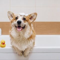 Things to Consider when Buying a Pet Bath Tub for Your Grooming Salon