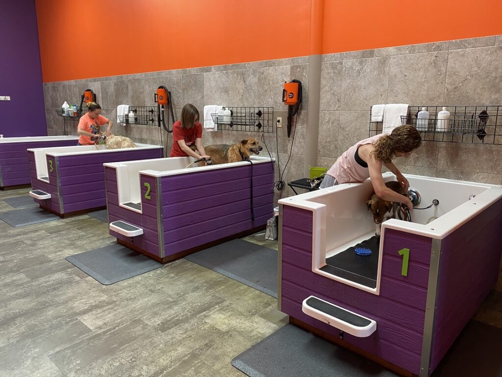 dogs in a bathtub in a grooming salon
