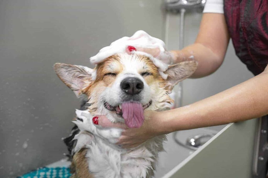bathing a dog in a grooming salon