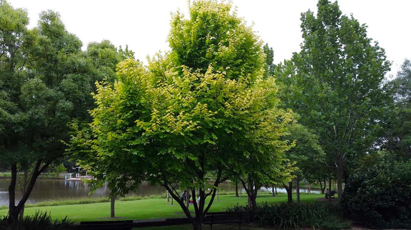 Elm trees in park by a river