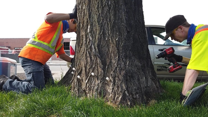 Two man injecting elm tree