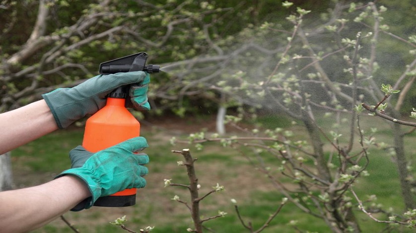 Man spraying a tree with Neem Oil